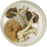 African Cubensis (Panaeolus africanus) | Microdosing Mushrooms Canada