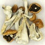 Creeper | Microdosing Mushrooms Canada