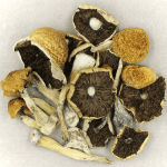 Penis Envy Cubensis | Microdosing Mushrooms Canada