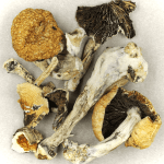 Thai Elephant | Microdosing Mushrooms Canada