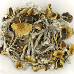 Daddy Long Legs | Microdosing Mushrooms Canada