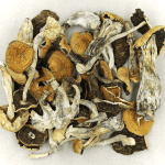 Full Moon Party | Microdosing Mushrooms Canada