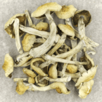 Blue Magnolia Rust | Microdosing Mushrooms Canada