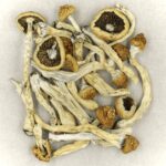 Texas Yellow Cap | Microdosing Mushrooms Canada