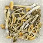 Trinity | Microdosing Mushrooms Canada