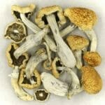 Vietnamese | Microdosing Mushrooms Canada