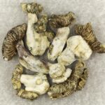 White Burma | Microdosing Mushrooms Canada
