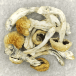 Chitwan Nepal | Microdosing Mushrooms Canada