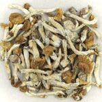 Florida White | Microdosing Mushrooms Canada