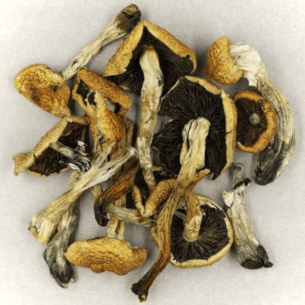 Malabar | Microdosing Mushrooms Canada