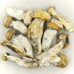 Melmac | Microdosing Mushrooms Canada
