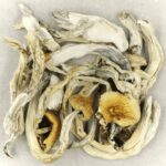 Treasure Coast | Microdosing Mushrooms Canada