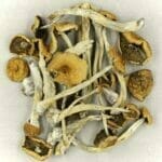 Mexicana | Microdosing Mushrooms Canada