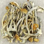 Amazonian Cubensis | Microdosing Mushrooms Canada