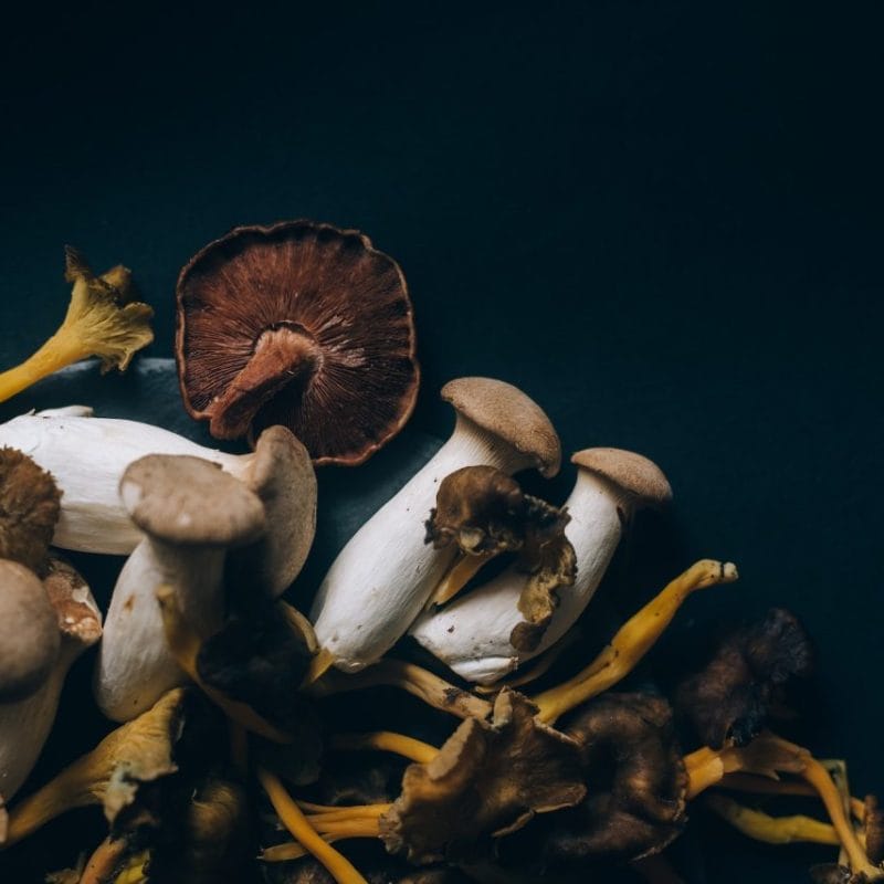 Dried Shrooms | Microdosing Mushrooms Canada