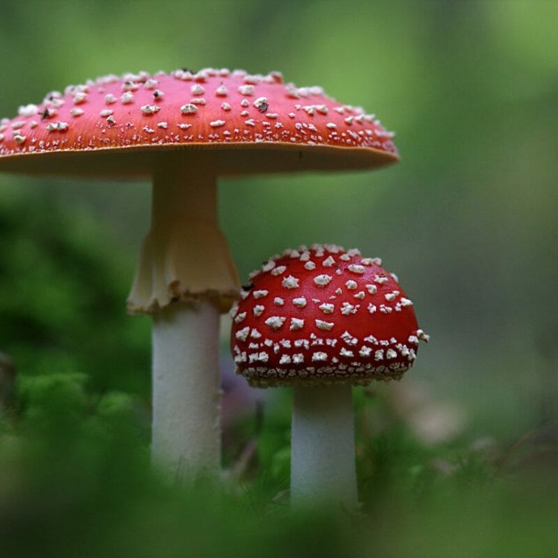 Magic Mushrooms Canada | Microdosing Mushrooms Canada