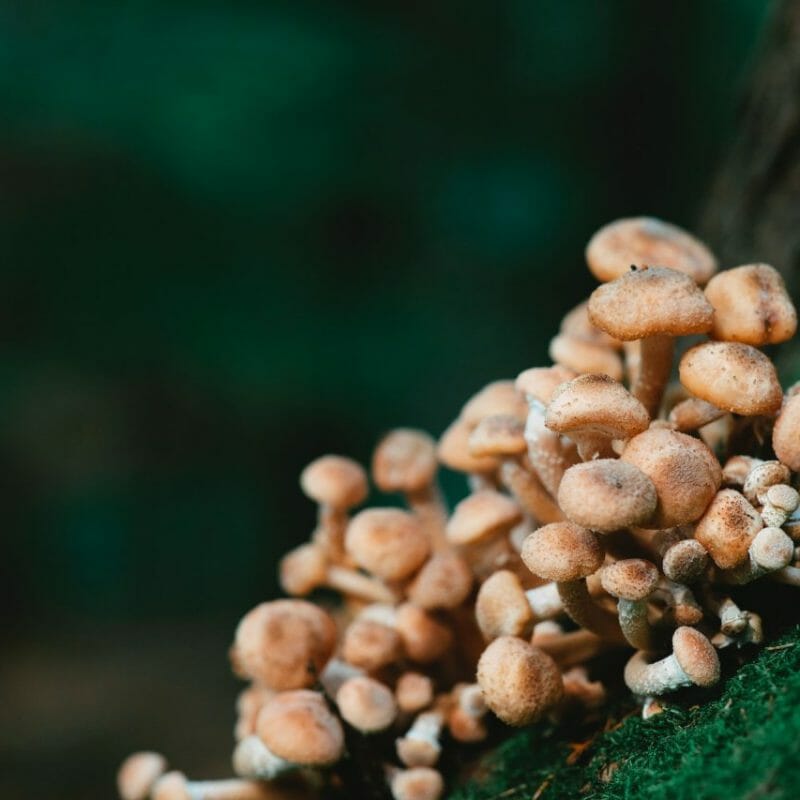 Mushroom Dispensary - Zoomies | Microdosing Mushrooms Canada