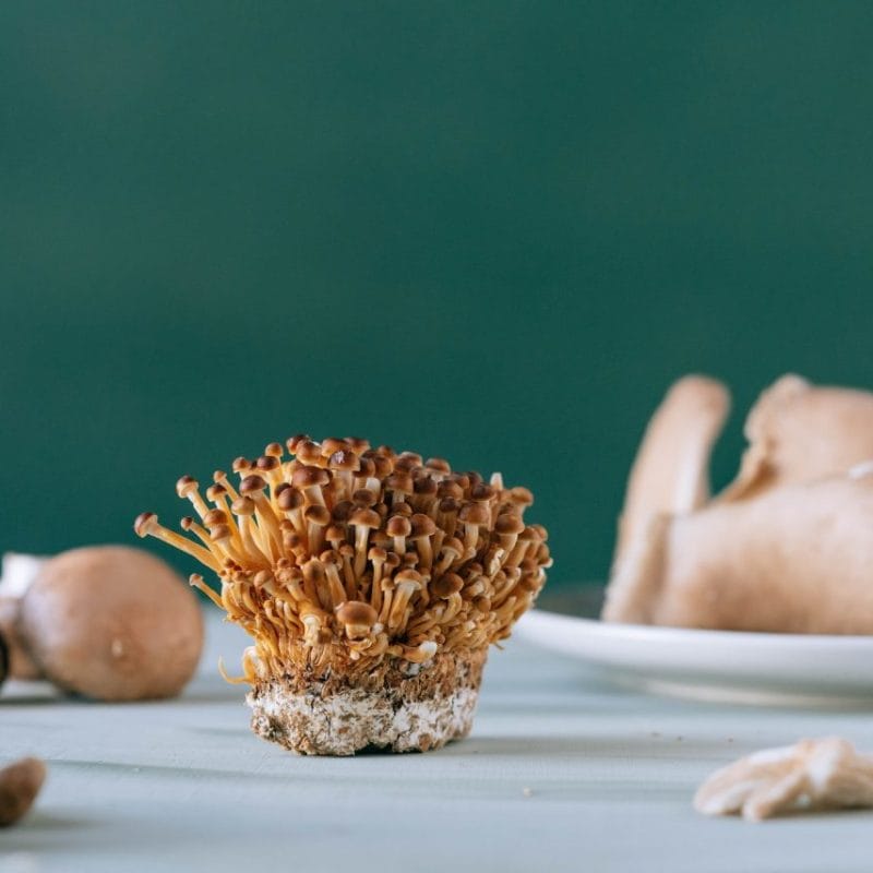 Buy Magic Mushroom | Microdosing Mushrooms Canada