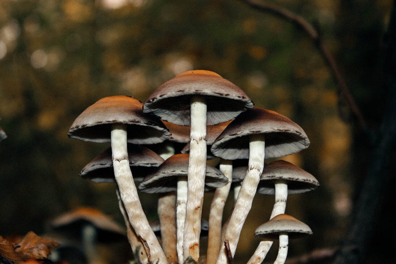 A Collection of Instances Highlighting the Use of Microdose Mushrooms for Alleviating Chronic Pain