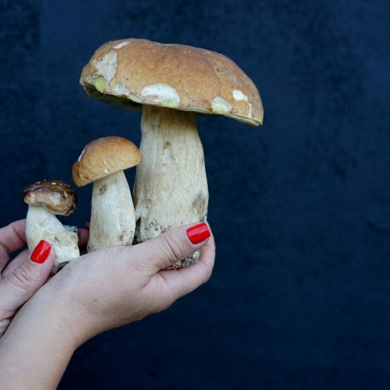 | Microdosing Mushrooms Canada Shrooms Online | Microdosing Mushrooms Canada