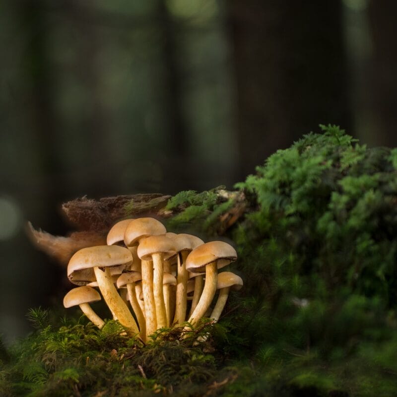 | Microdosing Mushrooms Canada Buy Shrooms Online and Discover the Sweetest Shroom Options | Microdosing Mushrooms Canada