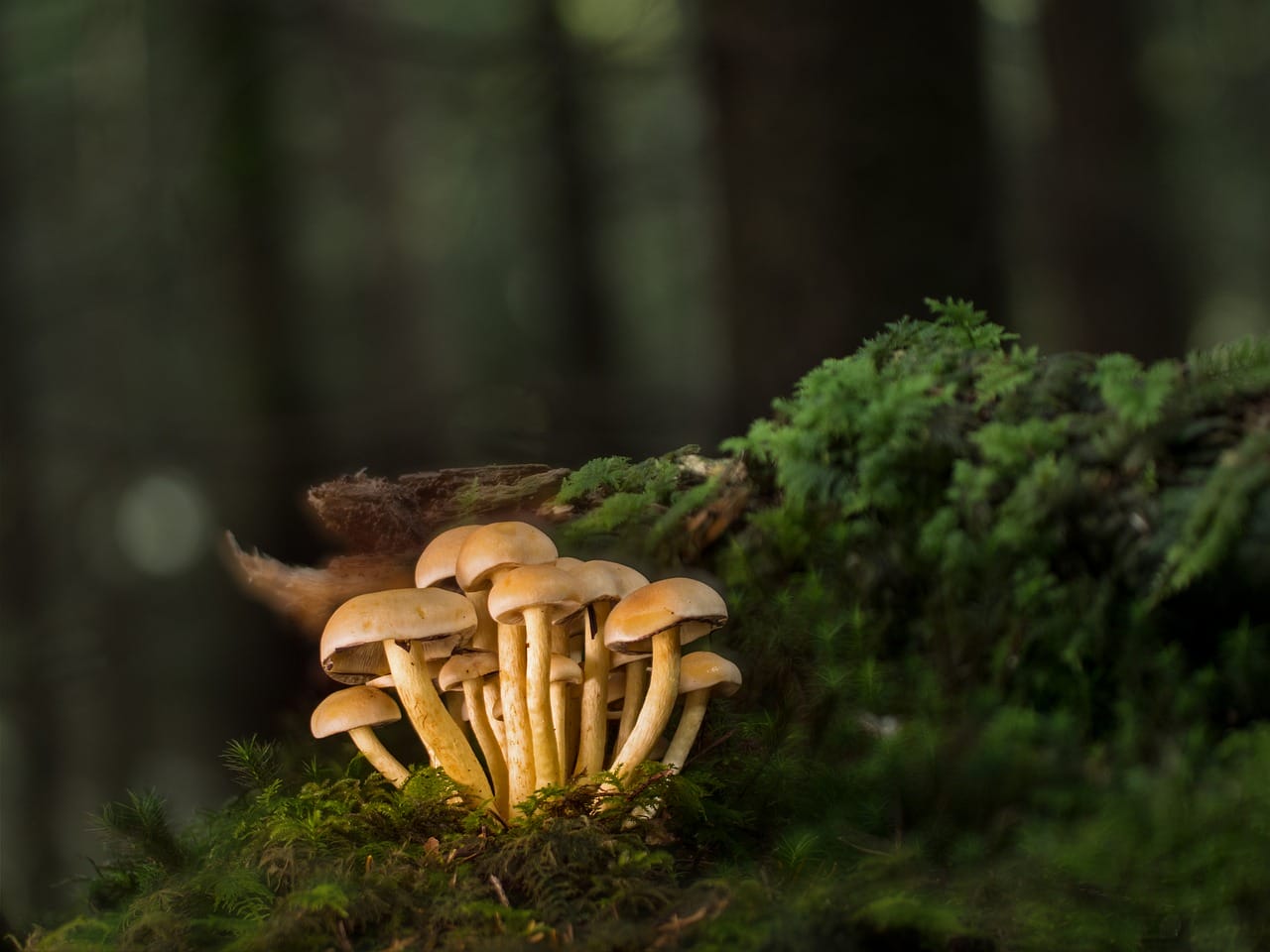 Purchase Mushrooms Online and Explore the Most Delectable Mushroom Choices