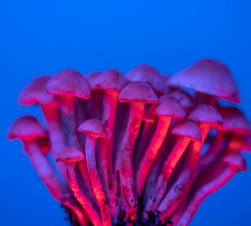 Shrooms Delivery in Canada | Microdosing Mushrooms Canada