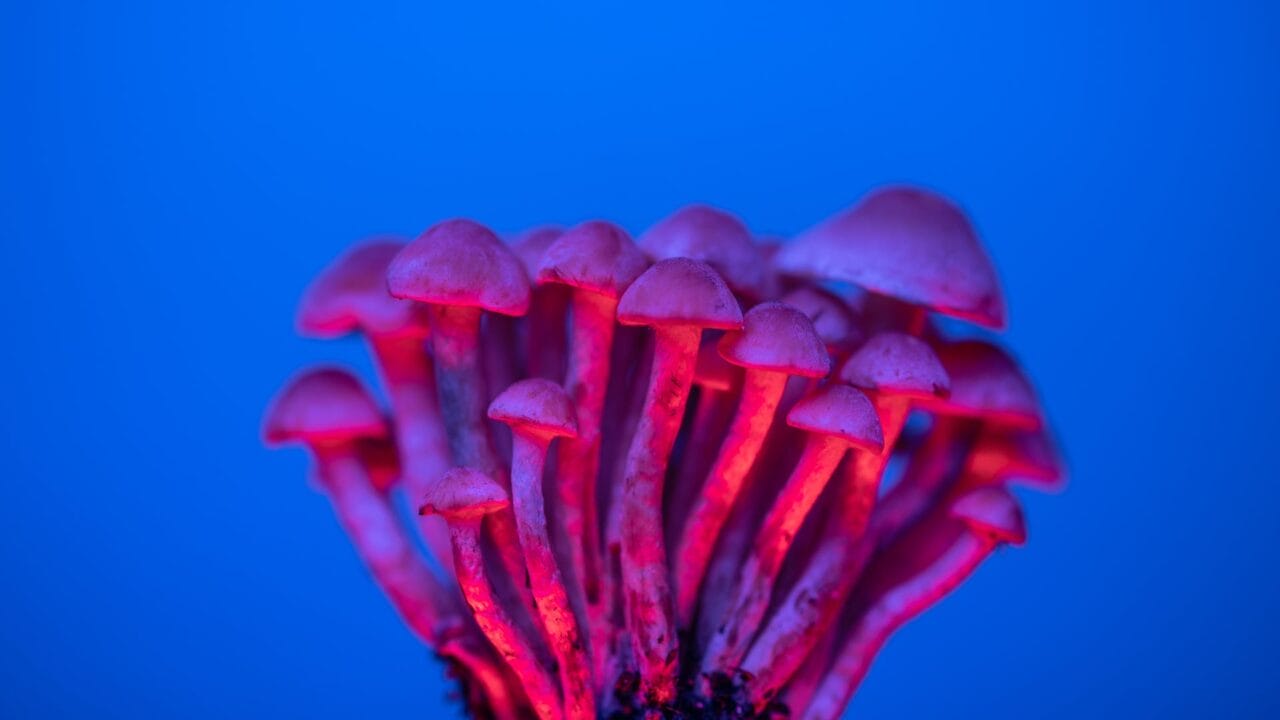 Delivery of Shrooms for Boosting Cognitive Function: Understanding the Advantages of Nootropics