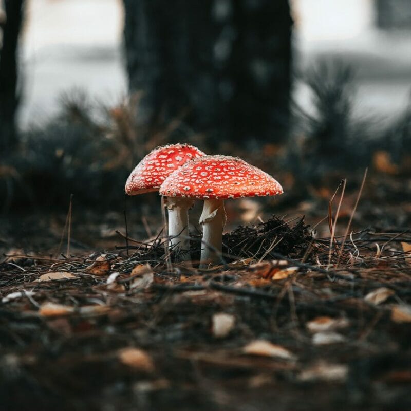Shroom online delivery at Zoomies Canada | Microdosing Mushrooms Canada