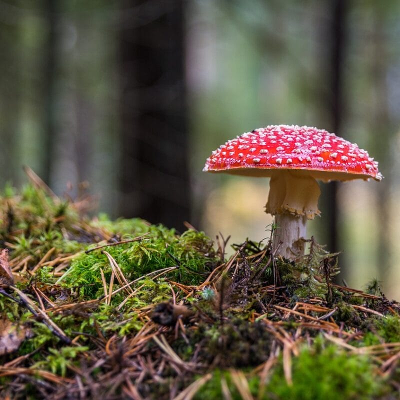 | Microdosing Mushrooms Canada Shrooms Online in Canada | Microdosing Mushrooms Canada