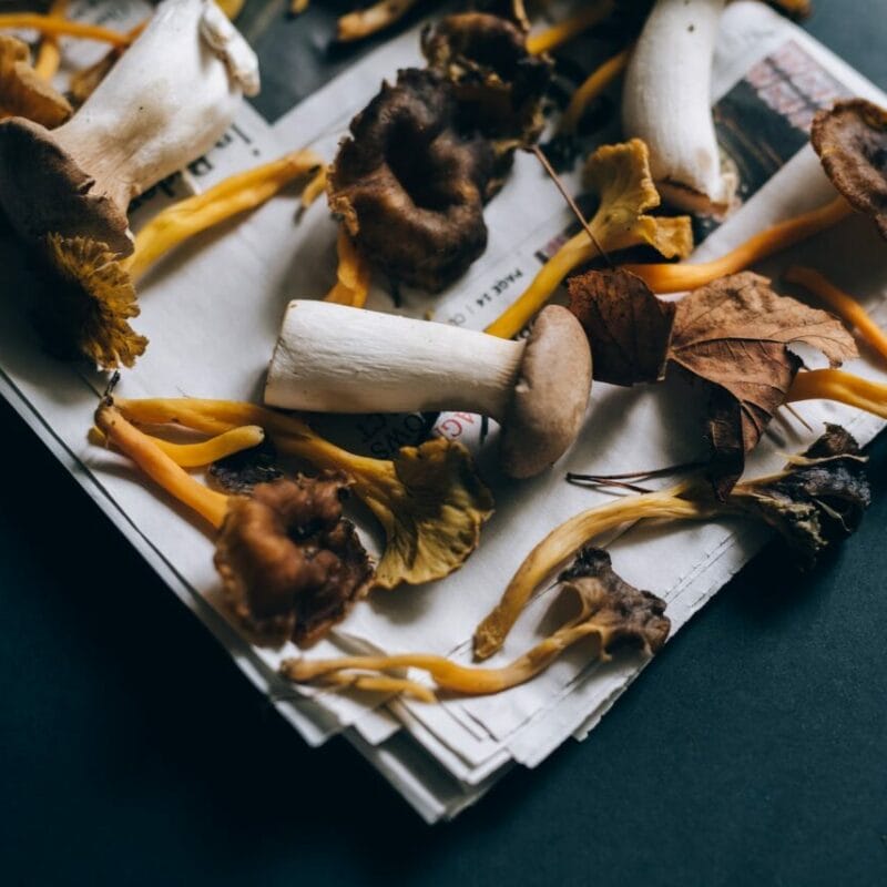 | Microdosing Mushrooms Canada Mushroom chocolate at Zoomies Canada | Microdosing Mushrooms Canada