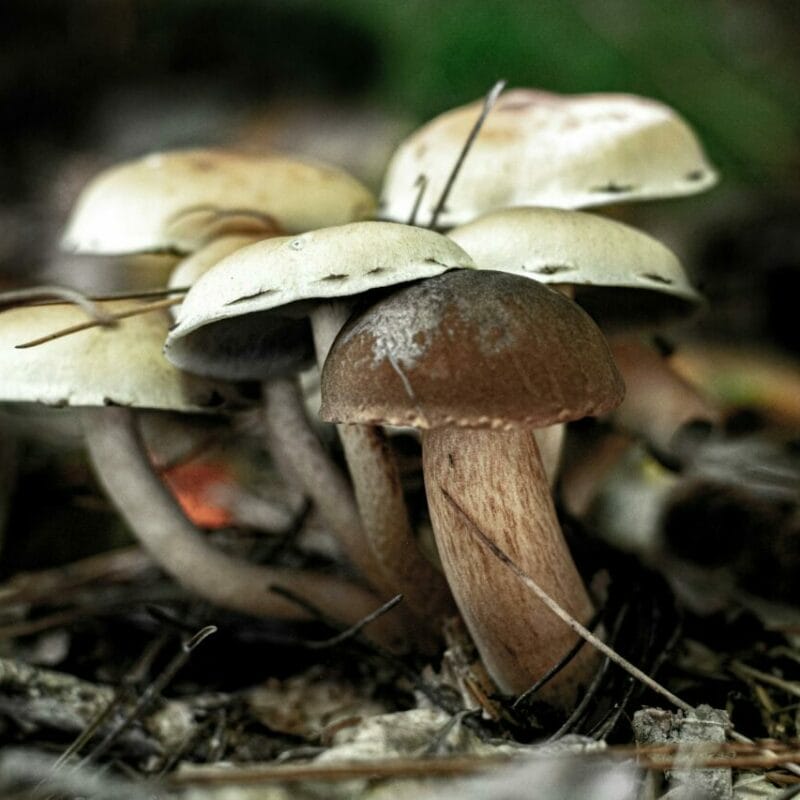 psilocybin mushroom | Microdosing Mushrooms Canada