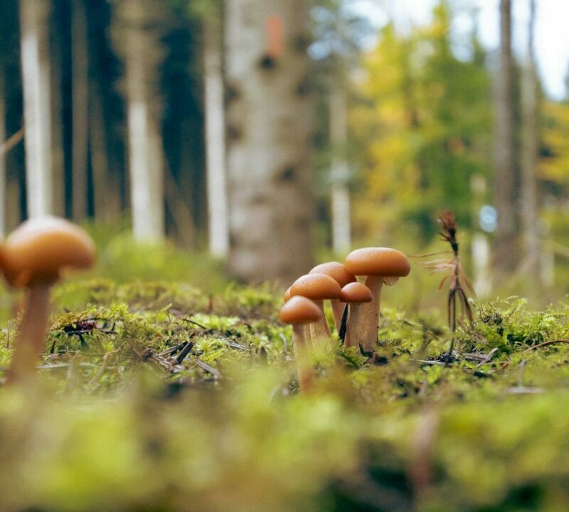 Magic Mushroom Dispensary | Microdosing Mushrooms Canada