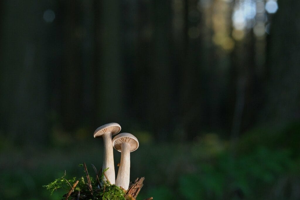 Vancouver Mushroom Dispensary