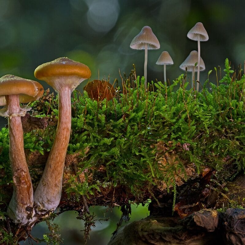 magic mushroom in Canada | Microdosing Mushrooms Canada