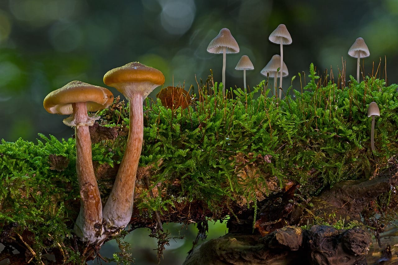 A Significant Majority of Canadians, 80%, Advocate for the Use of Psychedelic Mushrooms to Alleviate Existential Distress