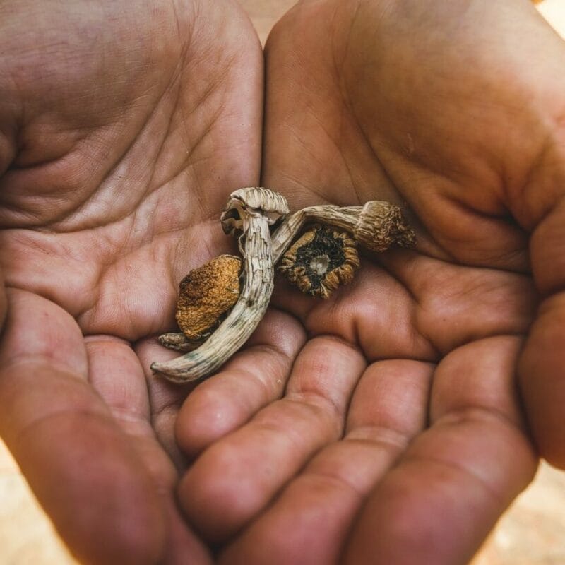 dried shrooms | Microdosing Mushrooms Canada