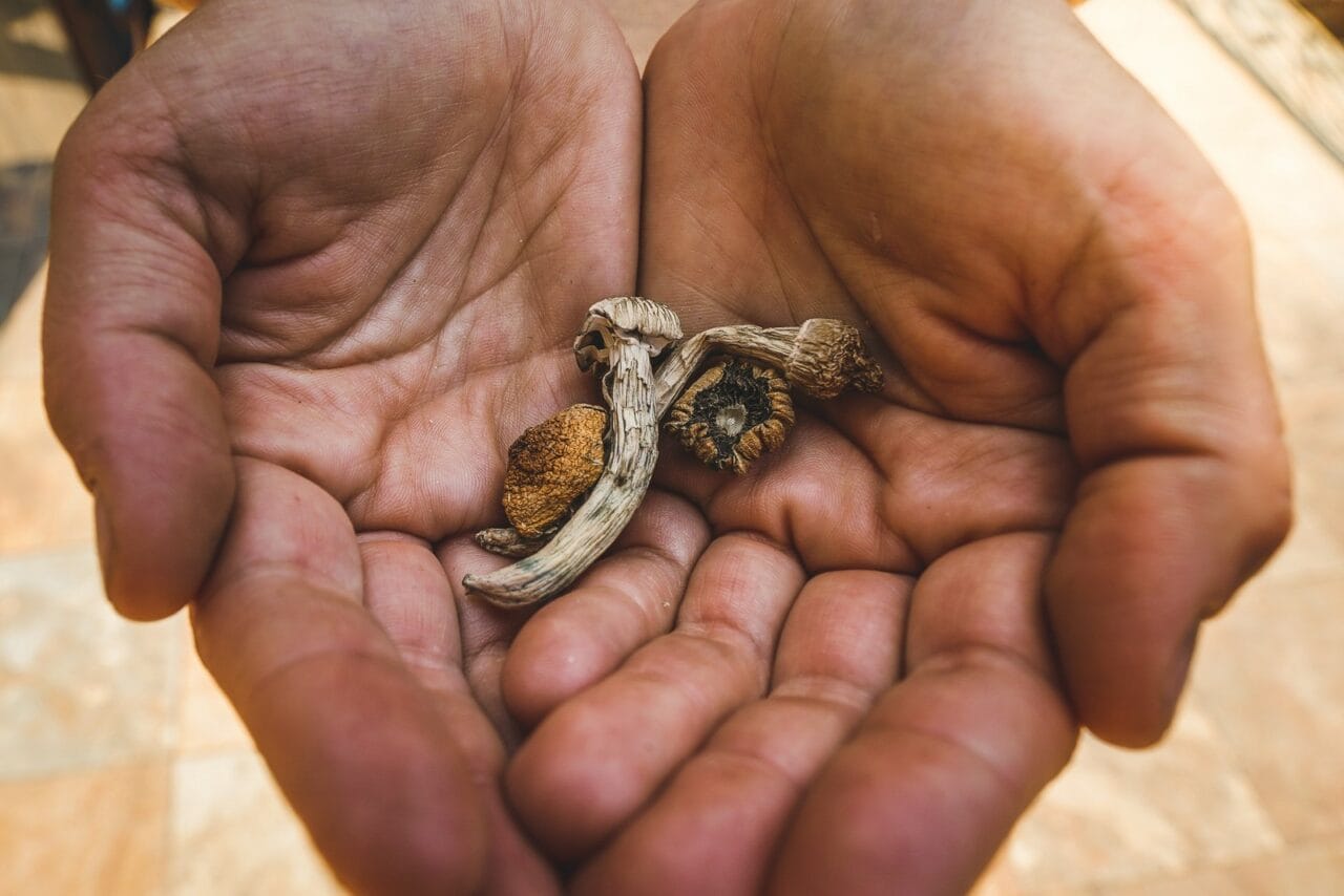 How Do Dehydrated Mushrooms Stack Up Against Other Psychedelics?