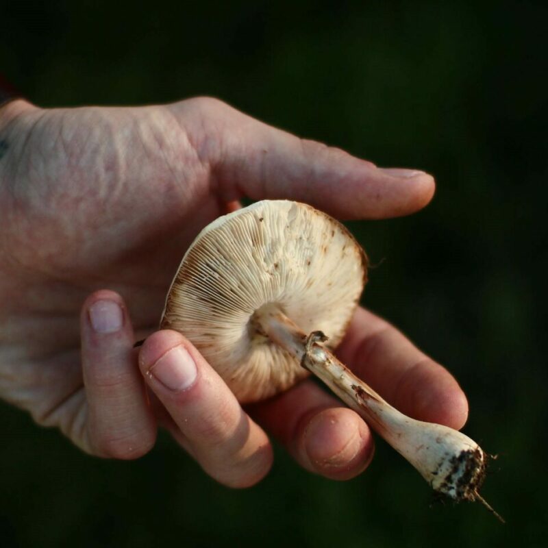 Shrooms | Microdosing Mushrooms Canada