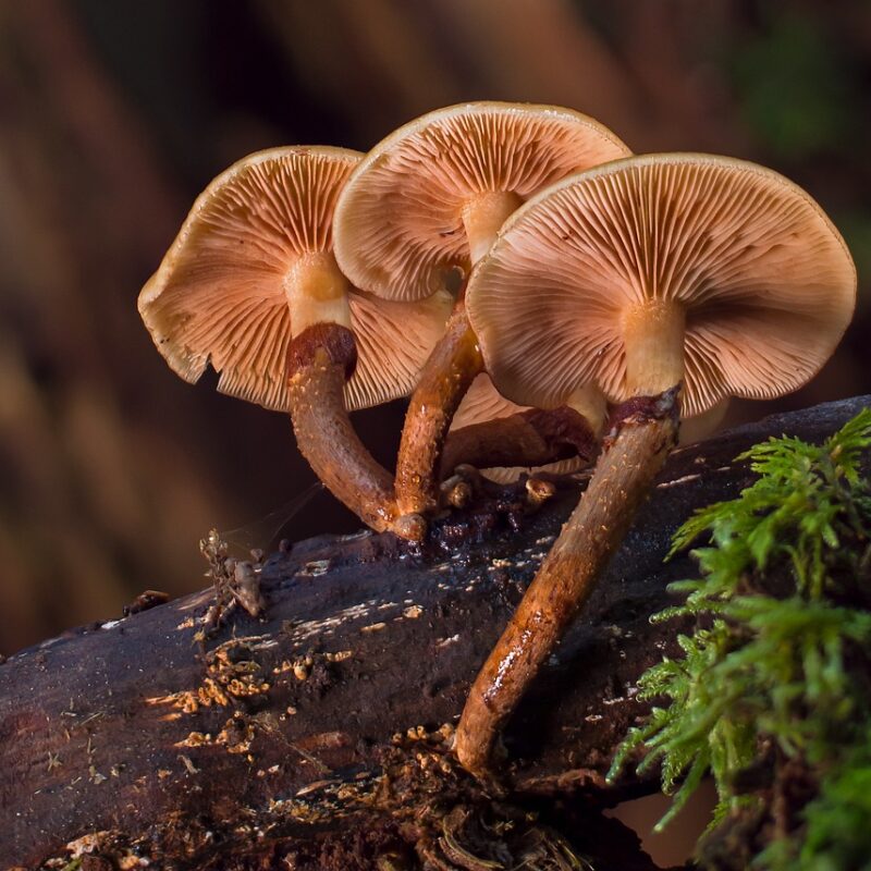 alacabenzi strain | Microdosing Mushrooms Canada