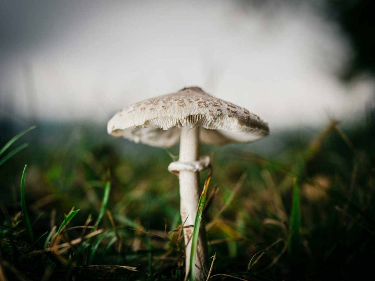 What are the Ideal Complements to White Monster Magic Mushrooms for a Heightened Experience?