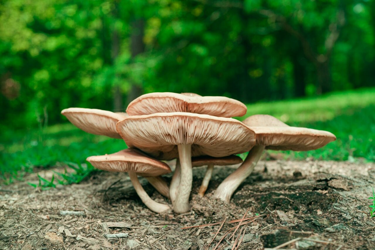 Experienced the Big Daddy Mushroom during a Hike—A 10/10 Adventure Worth Repeating