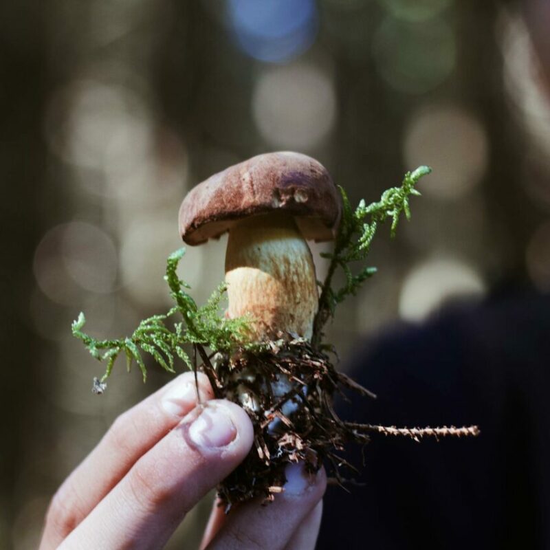 Buy Shrooms | Microdosing Mushrooms Canada
