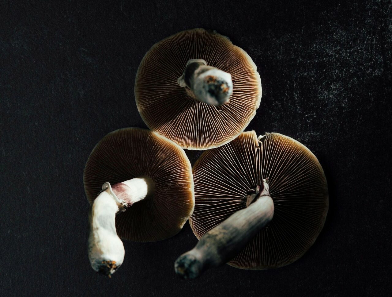 Canada’s Magic Mushroom – Specialists Discuss Why Natural Psilocybin Has Stronger Effects Than Its Synthetic Counterpart