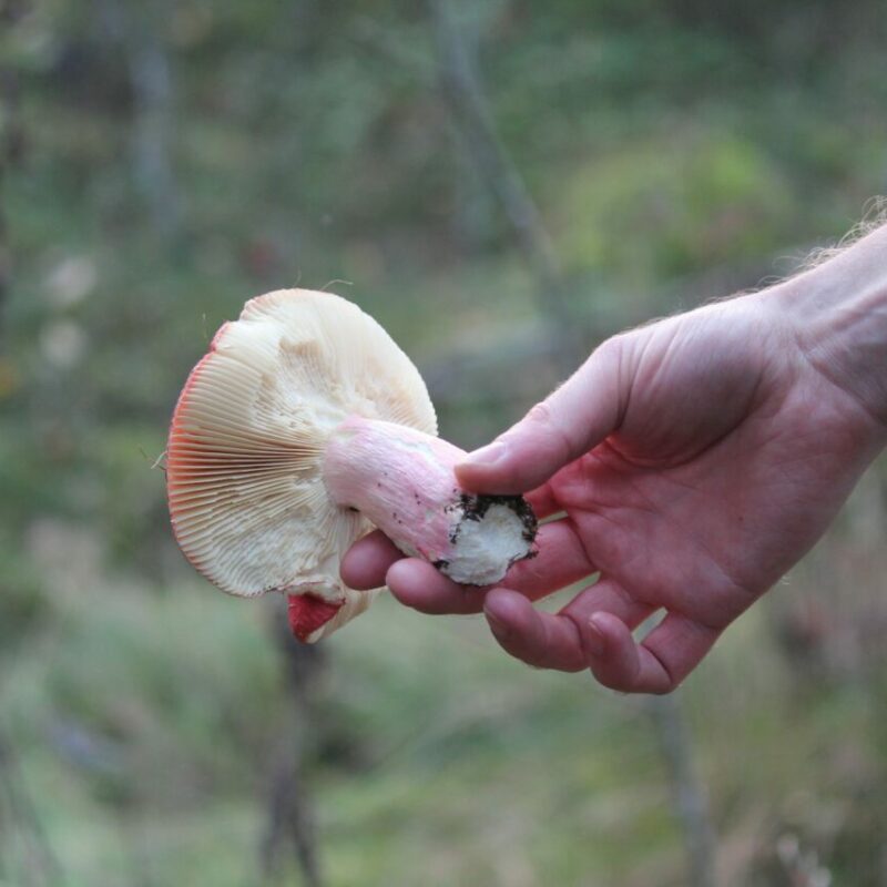 Magic Mushroom Delivery | Microdosing Mushrooms Canada