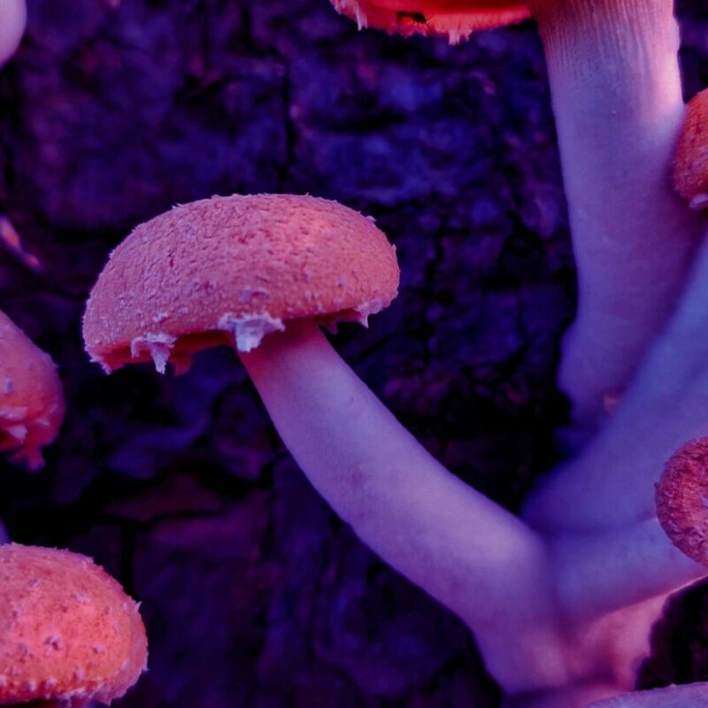 Mushroom Dispensary | Microdosing Mushrooms Canada