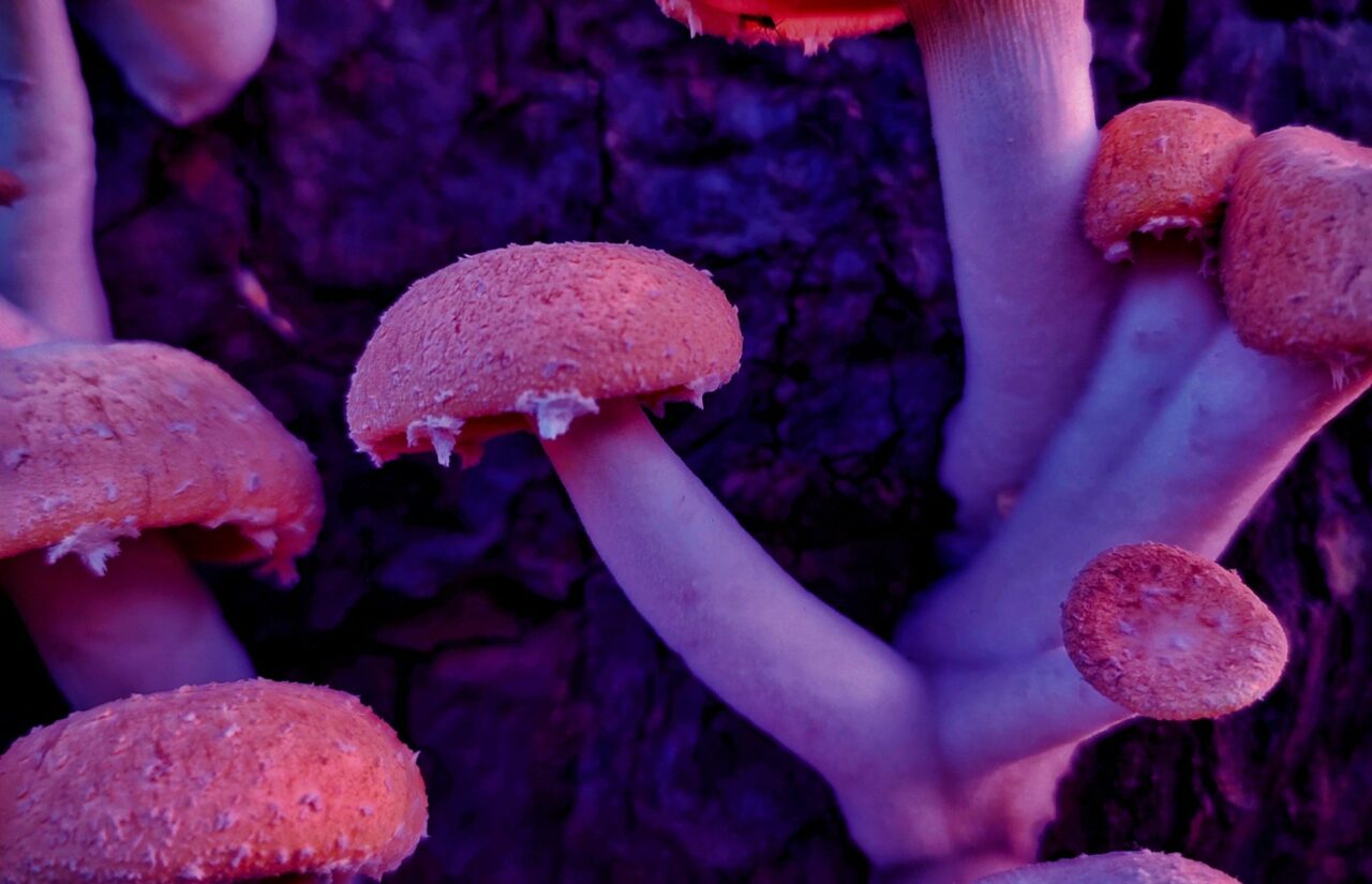 How Psilocybin, Obtained from Mushroom Dispensaries, Could Potentially Reframe Minds Afflicted with HIV-Related Guilt