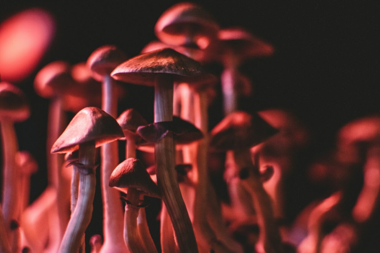 Does Psilocybin Mushrooms in Canada Aid in Serotonin Regulation for Anorexia Patients? Here’s What Studies Indicate