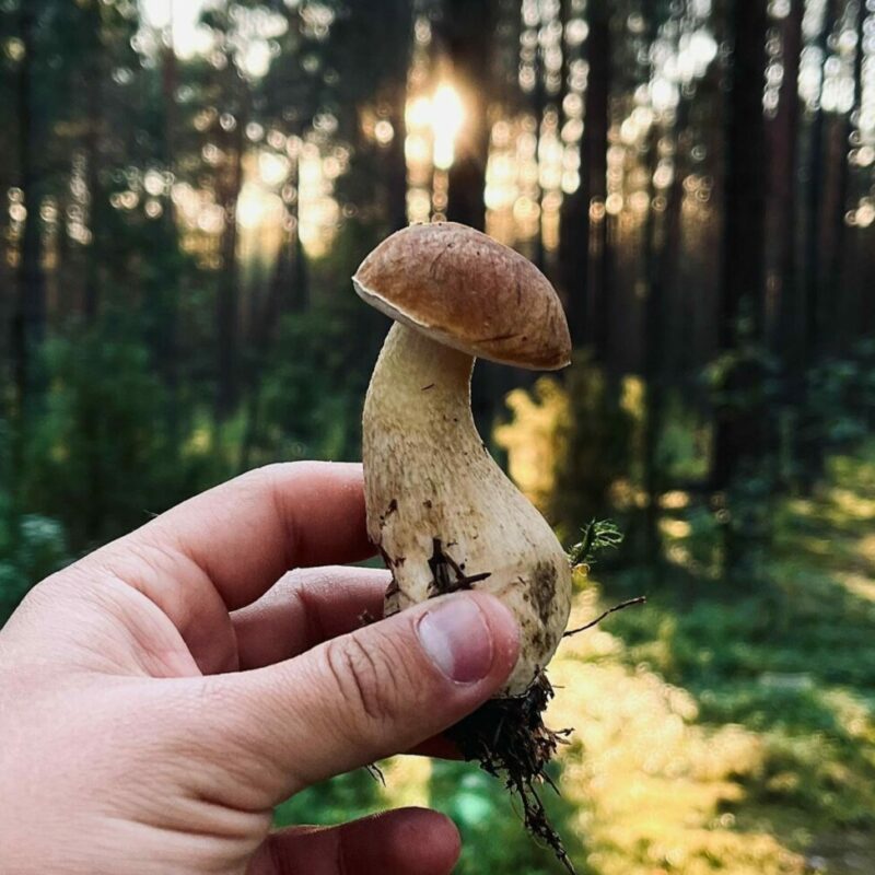 Shrooms Delivery Canada | Microdosing Mushrooms Canada