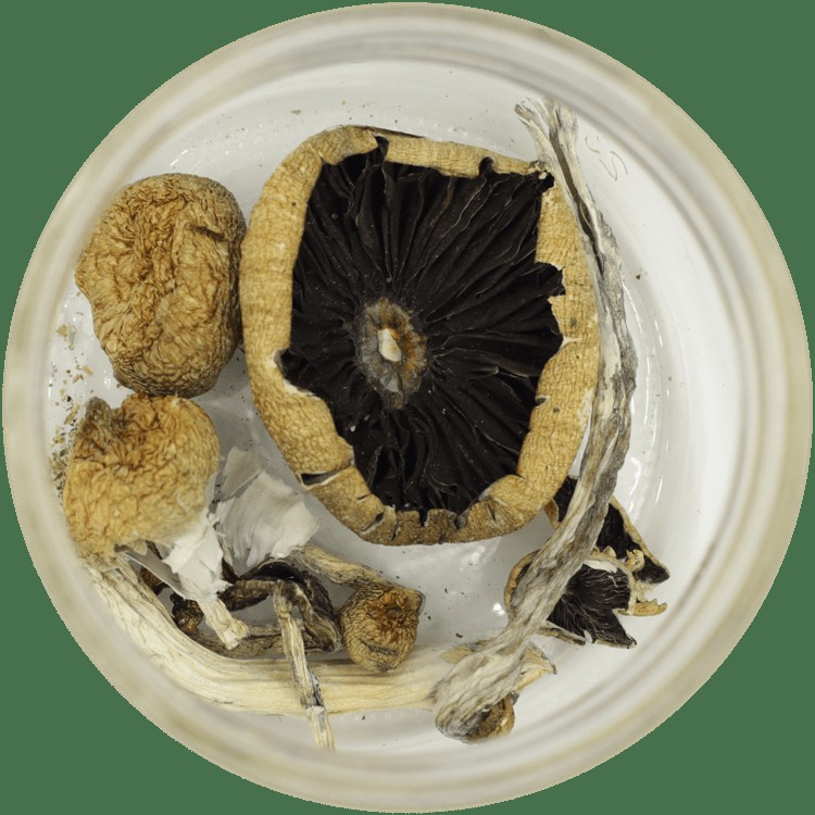  | Microdosing Mushrooms Canada